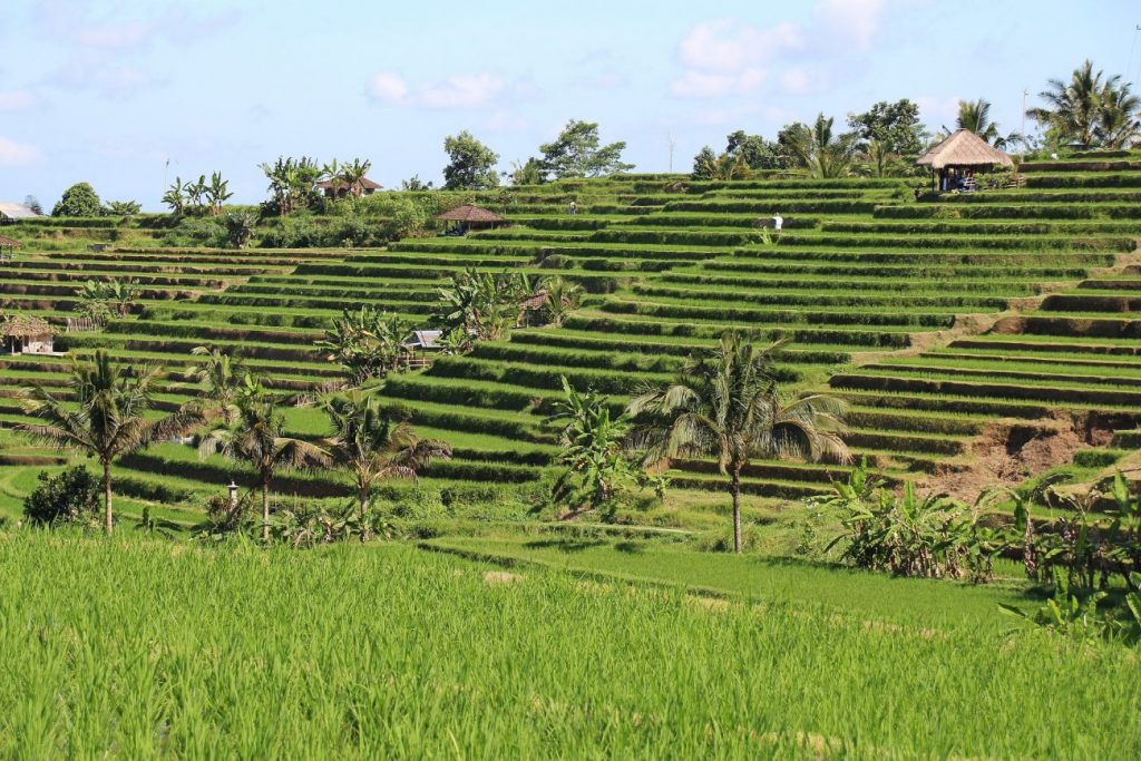Jatiluwih terrasse bali 1777892 1920